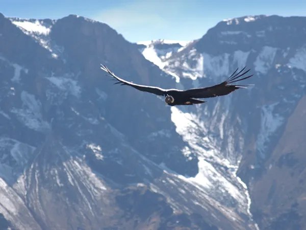 Arequipa , How to get to the Colca Canyon in only 1 day?